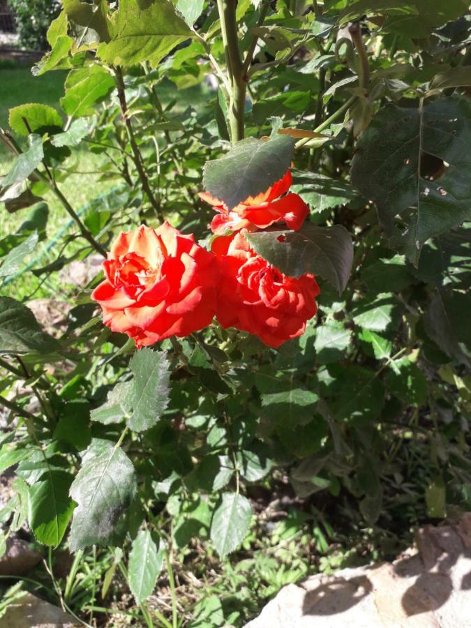 Roses Villa Skála Kallirákhis Eksteriør bilde
